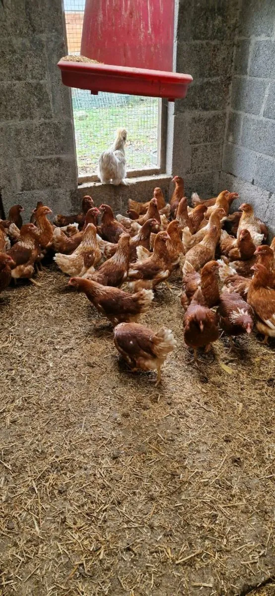 Hens/Pullets available every day in kildare - Image 1