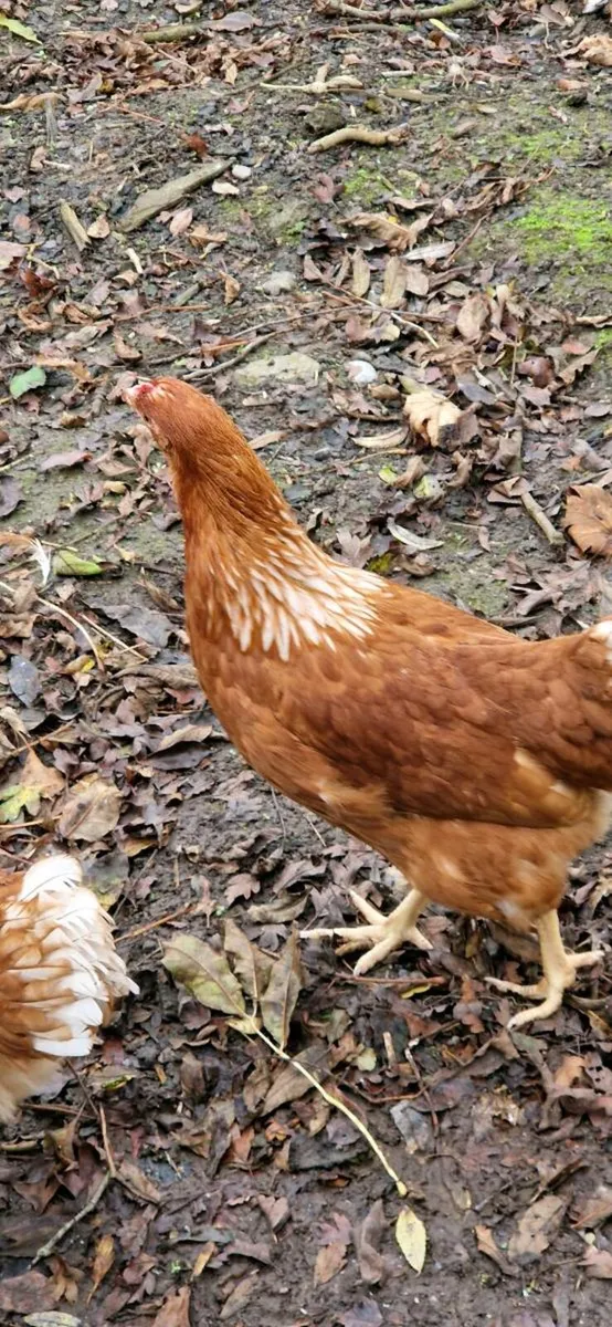 Hens/Pullets available every day in kildare - Image 4