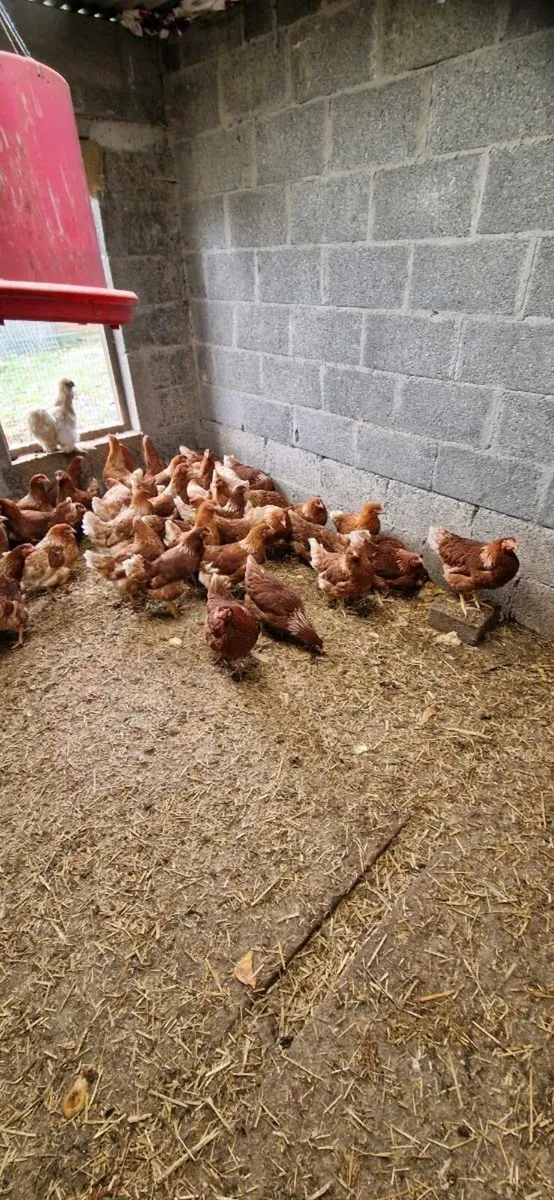 Hens/Pullets available every day in kildare - Image 2