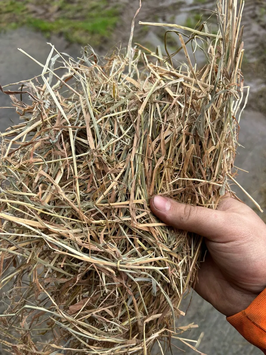 Quality bales for sale - Image 3