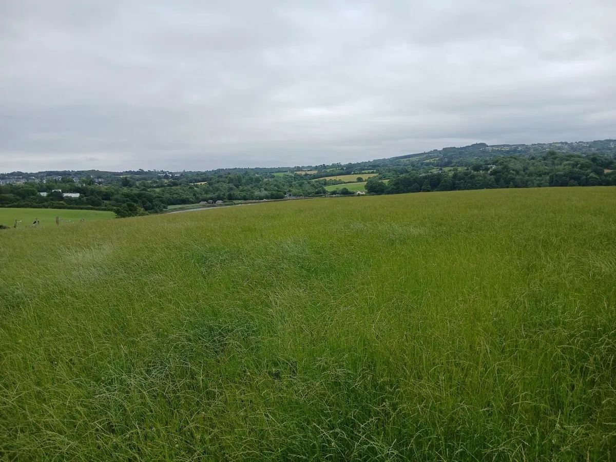 1 st crop hay - Image 1