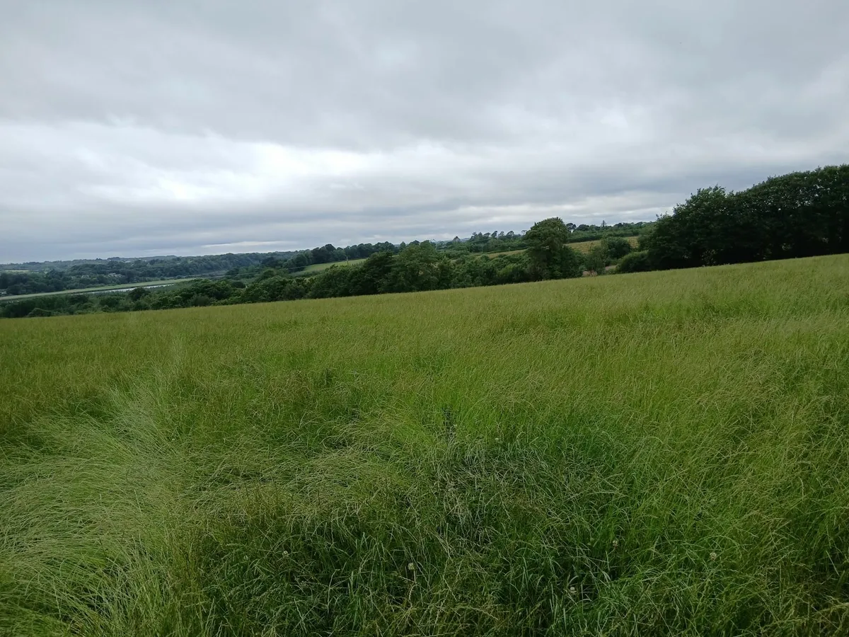 1 st crop hay - Image 3