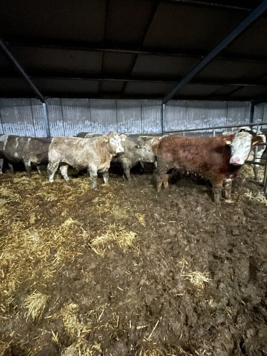 Charlaois and limousine bullocks for sale - Image 2