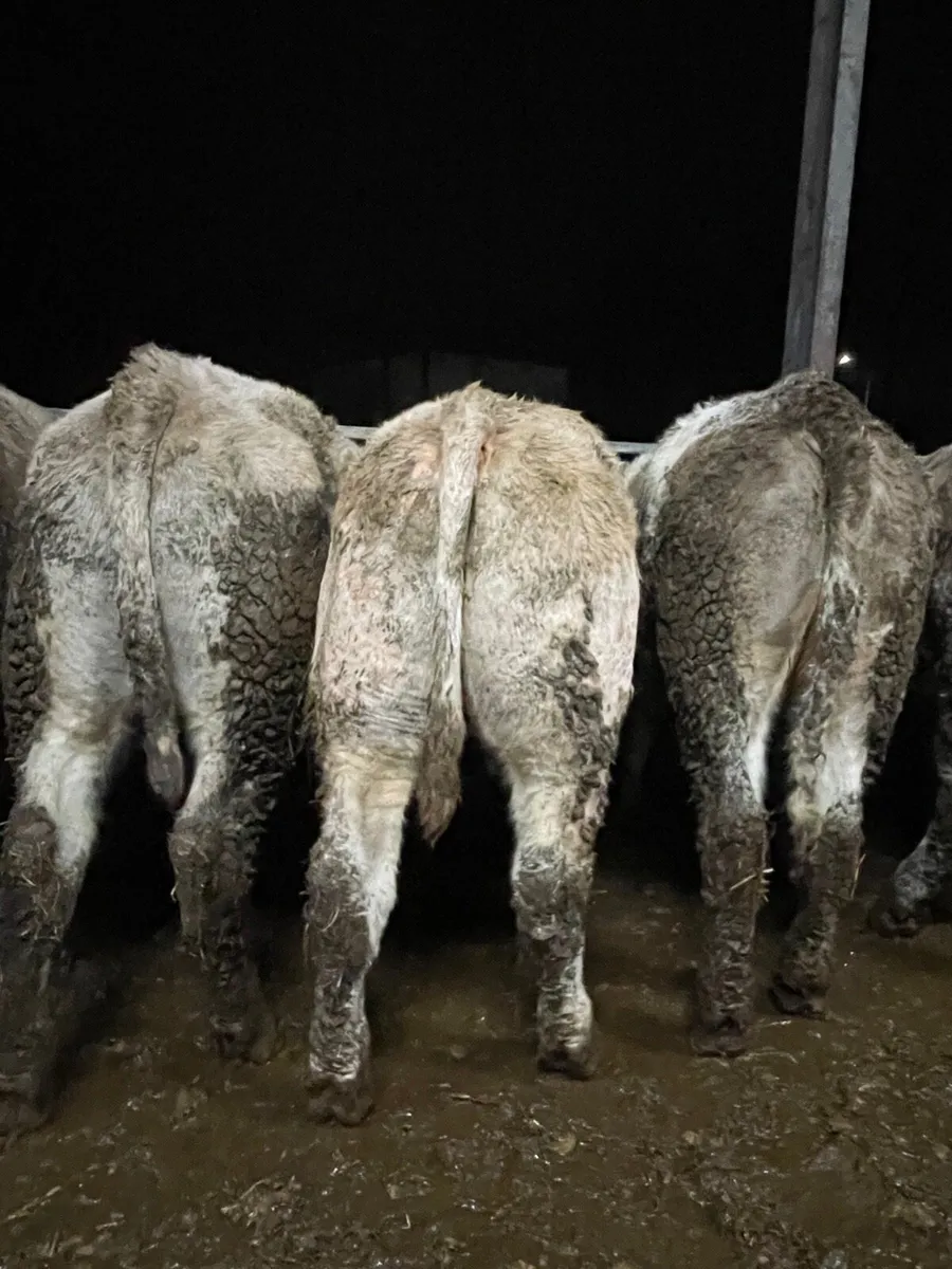 Charlaois and limousine bullocks for sale - Image 3