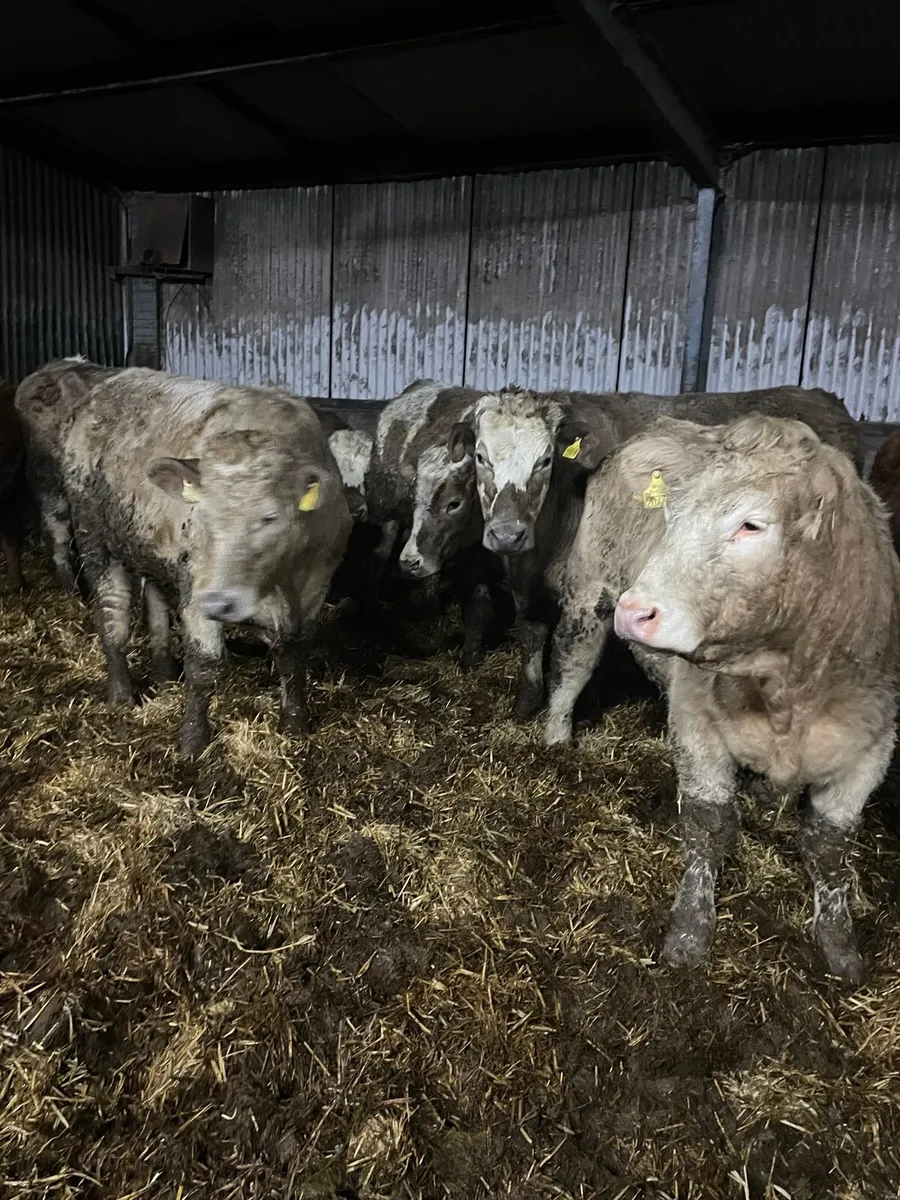 Charlaois and limousine bullocks for sale - Image 4