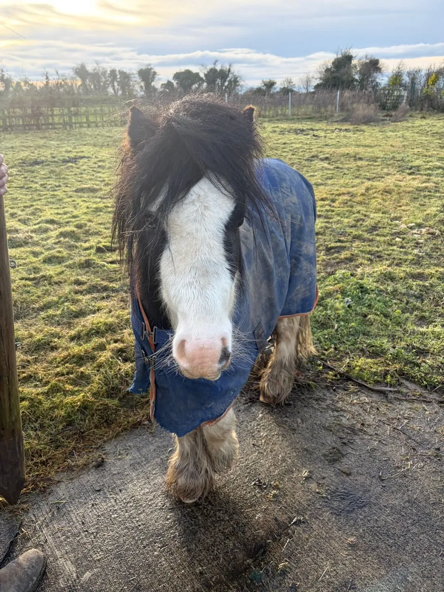 Cob pony - Image 3