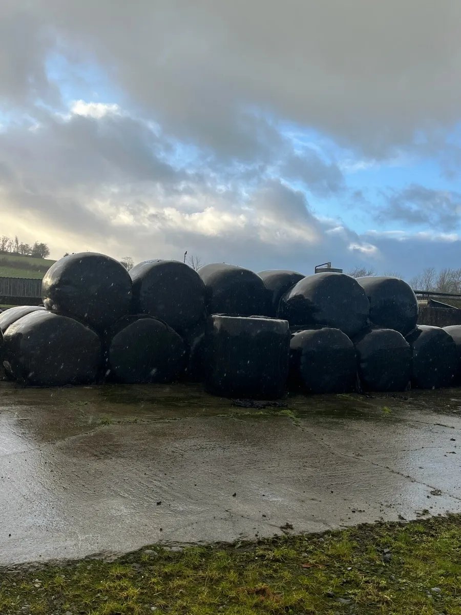 Bales of silage - Image 1