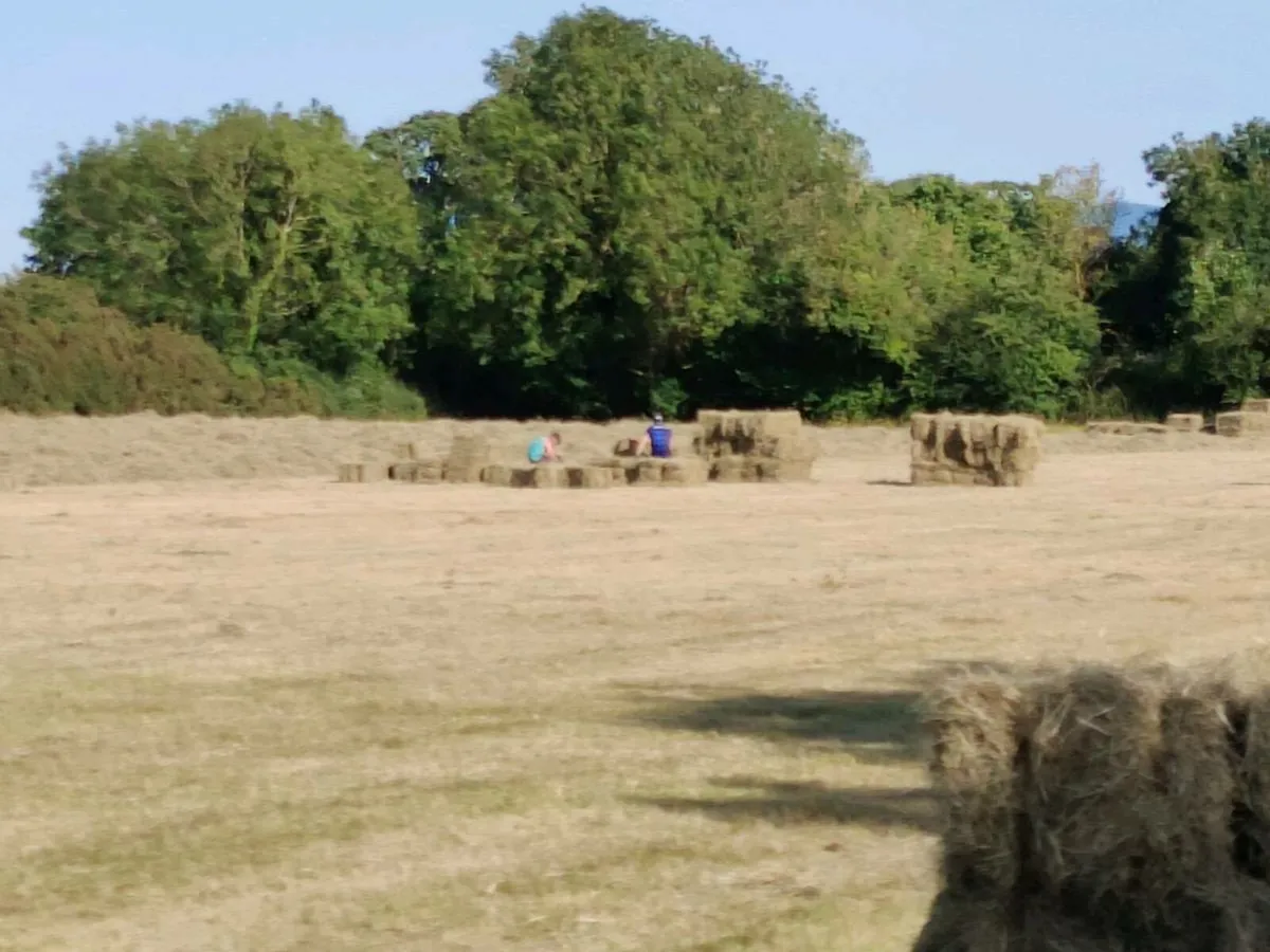 Hay and straw - Image 1