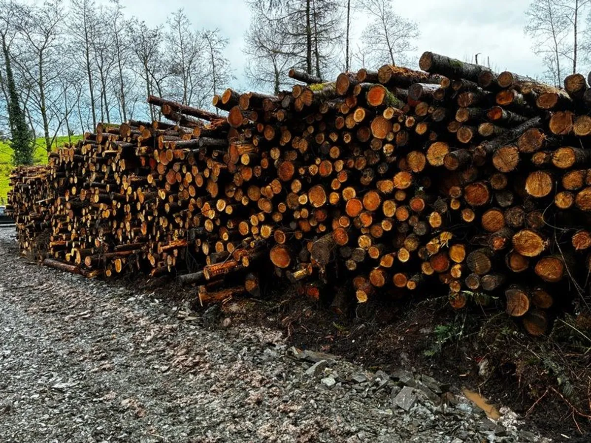 Fire wood logs - Image 1