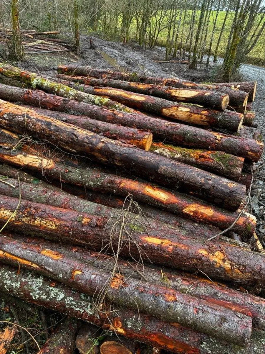 Fire wood logs - Image 2