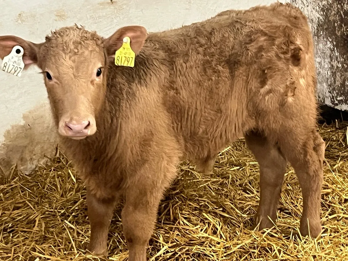 Super Charolais & Limousin Calves - Image 2