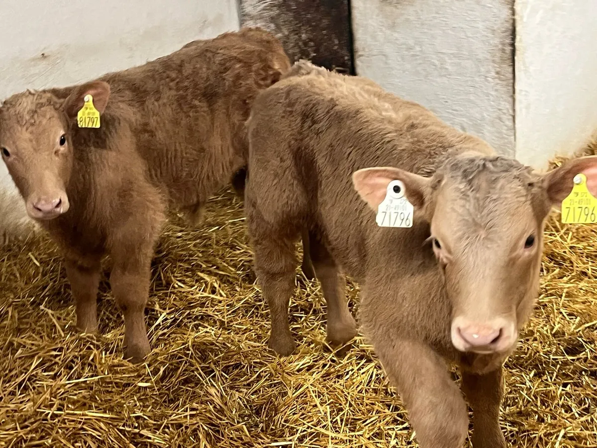 Super Charolais & Limousin Calves - Image 3