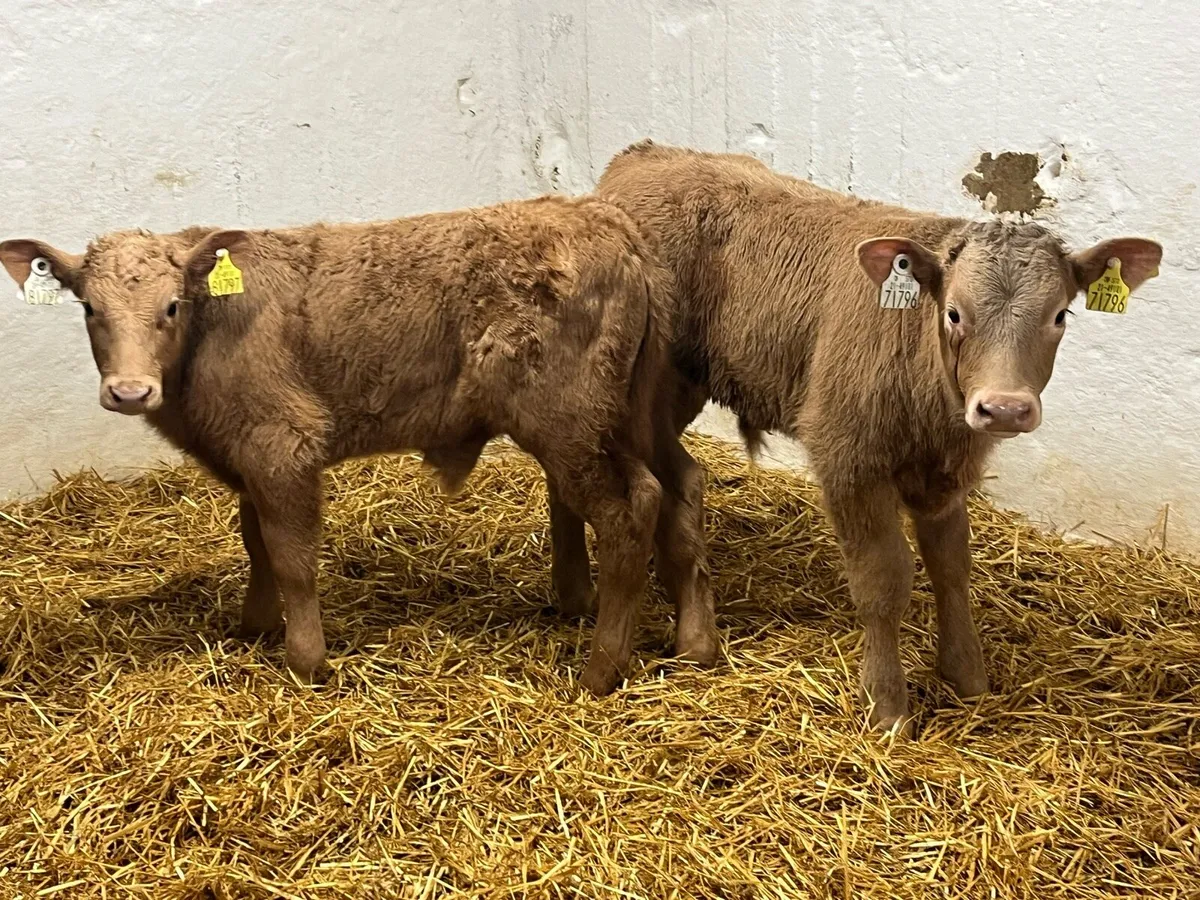 Super Charolais & Limousin Calves - Image 4