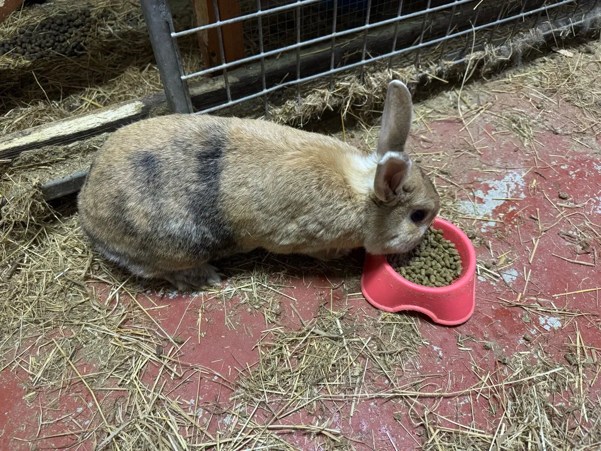 Rabbit - Image 1