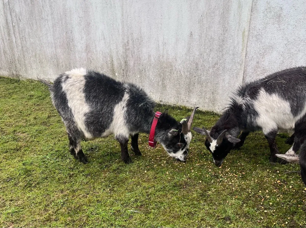 Female Pygmy Goats - Image 2