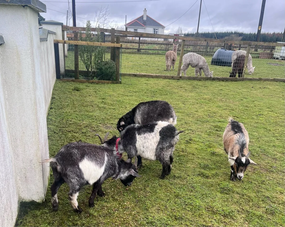 Female Pygmy Goats - Image 1