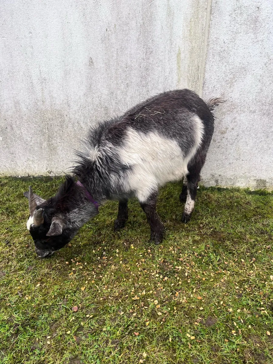 Female Pygmy Goats - Image 4