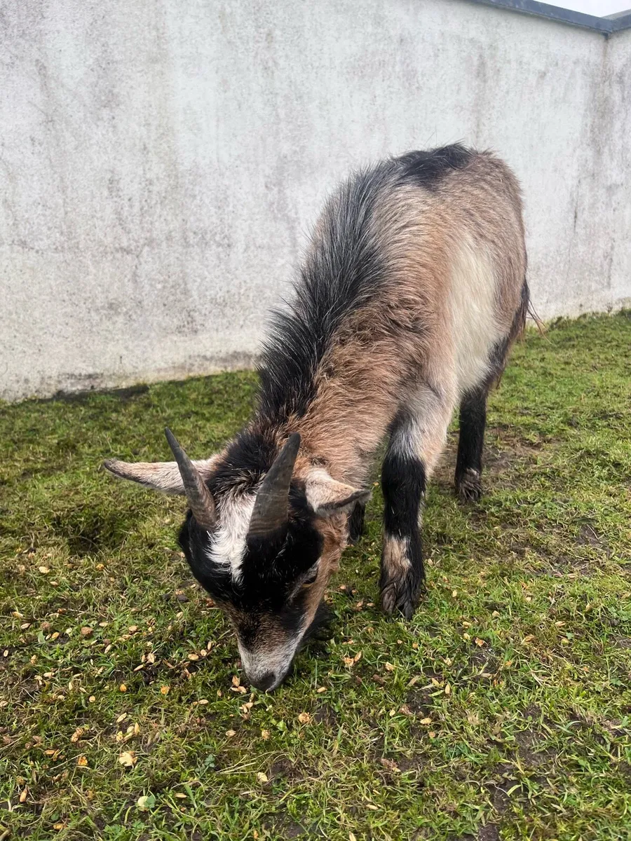 Female Pygmy Goats - Image 3
