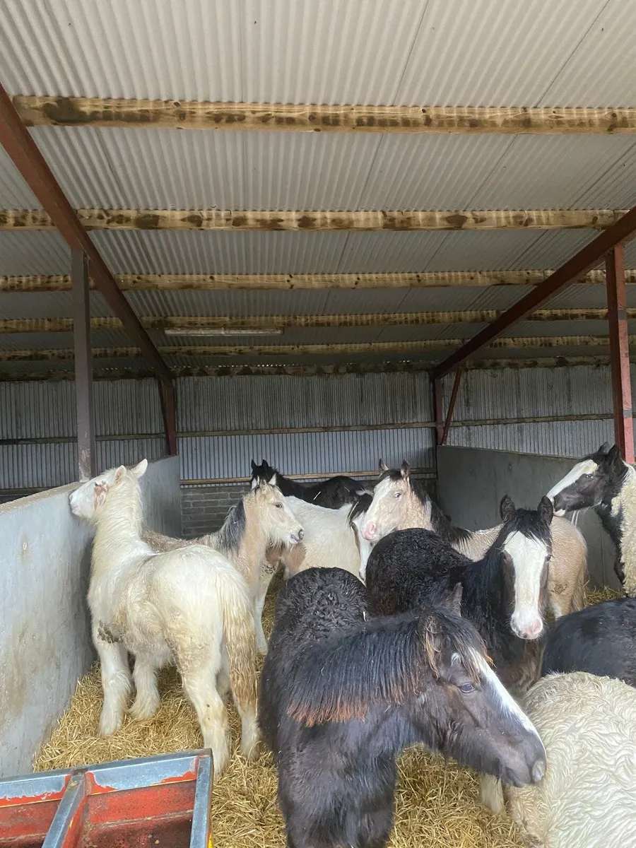 Filly and Colt foals - Image 1