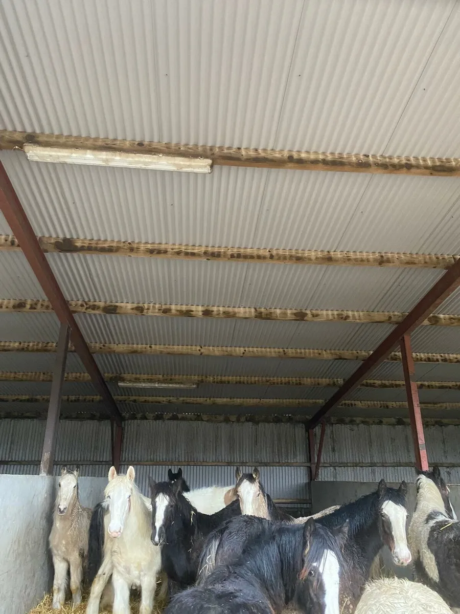 Filly and Colt foals - Image 2