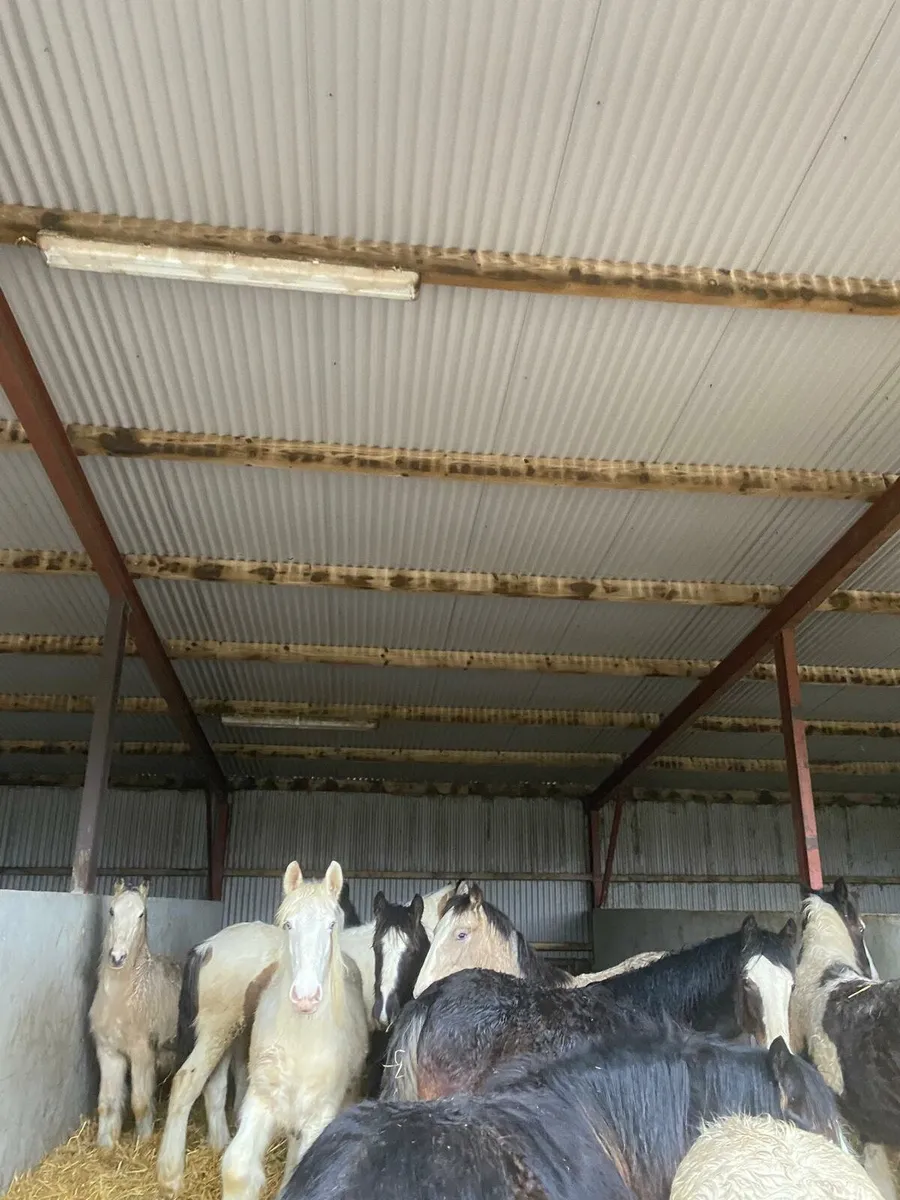 Filly and Colt foals - Image 4