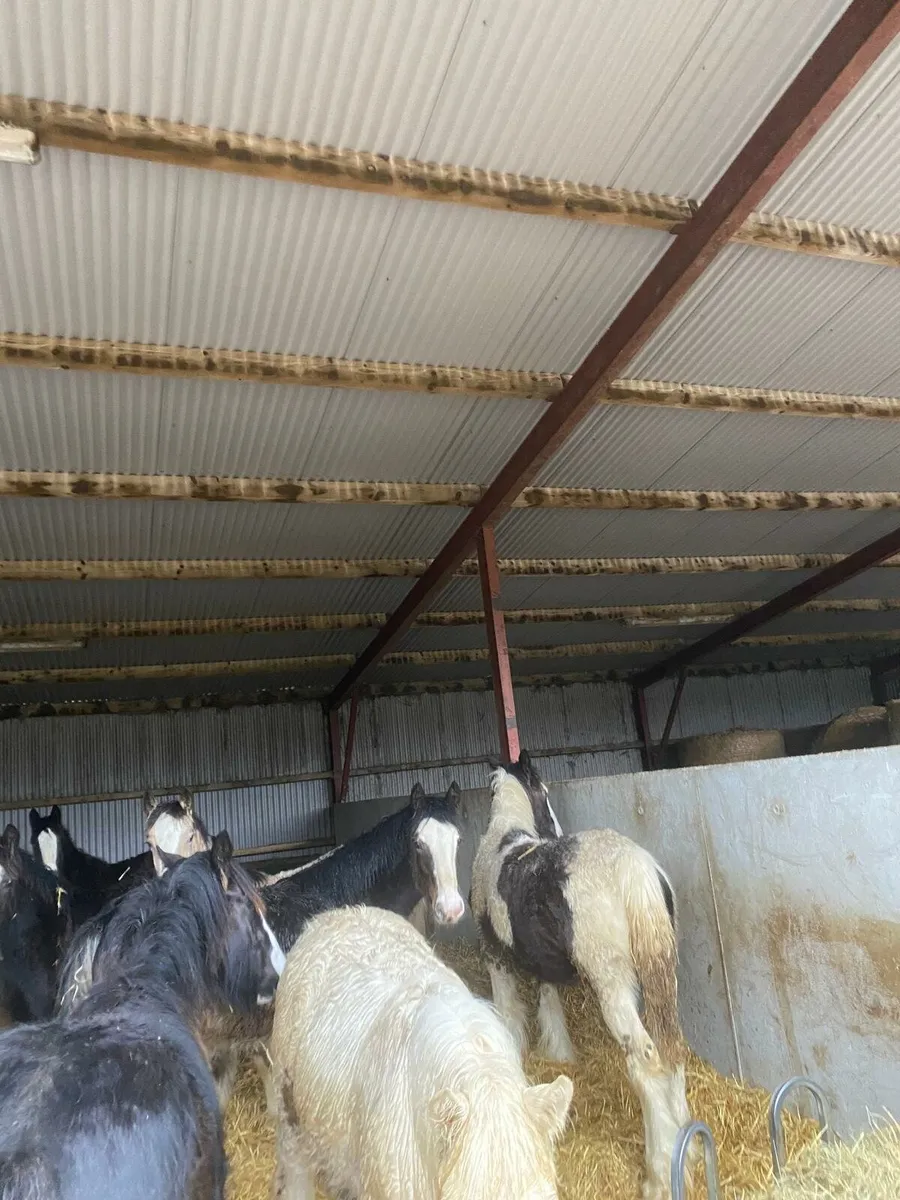 Filly and Colt foals - Image 3