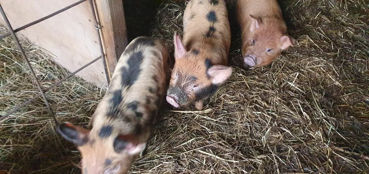 Kune Kune Piglets - Image 1