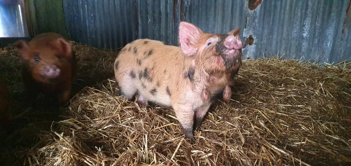 Kune Kune Piglets - Image 2