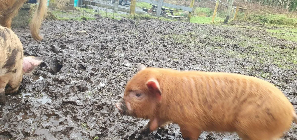 Kune Kune Piglets - Image 3