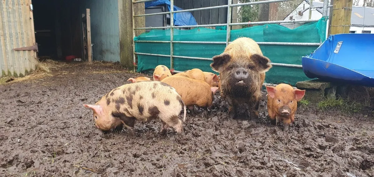 Kune Kune Piglets - Image 4