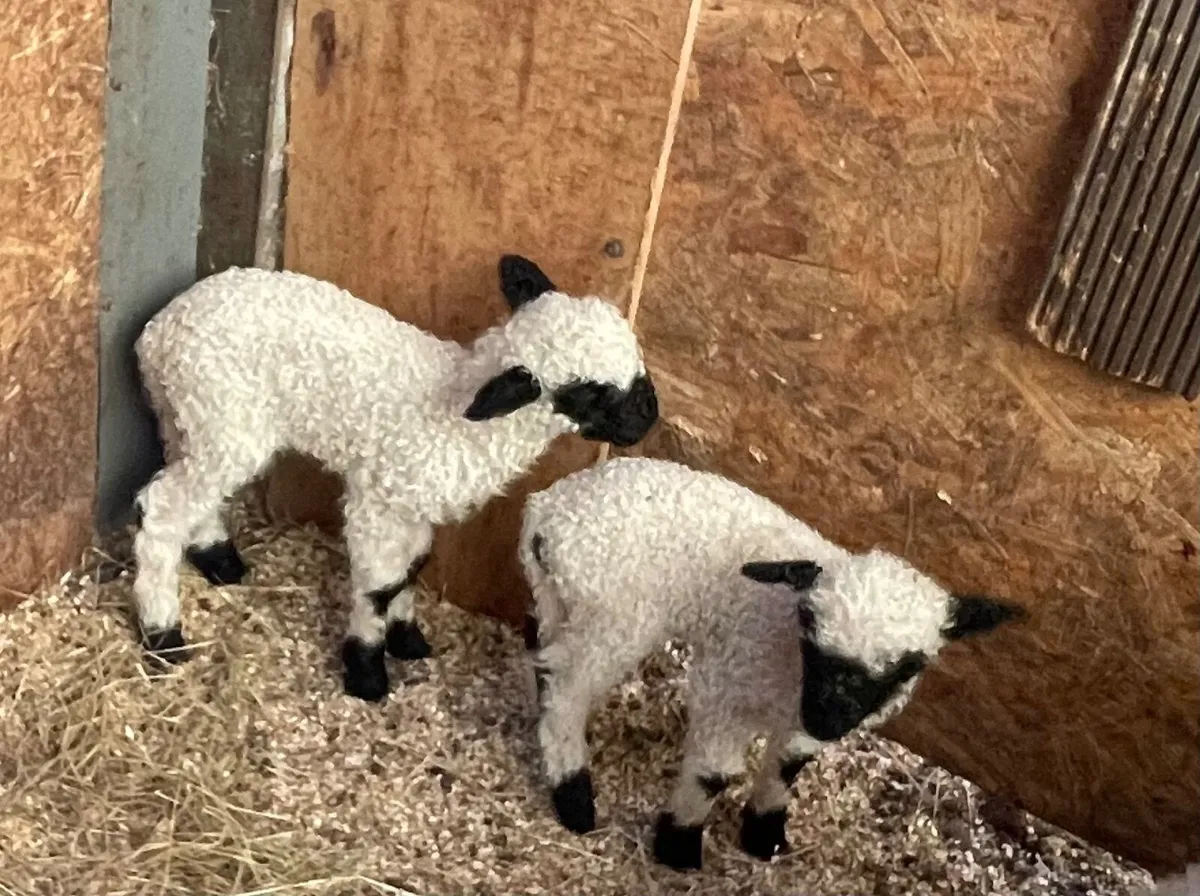 Valais Blacknose Lambs - Image 4