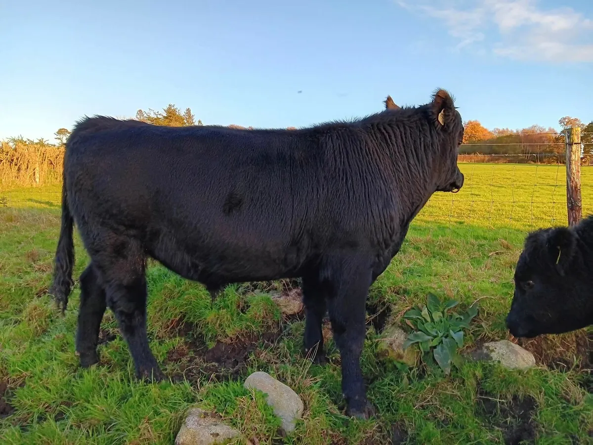 Pure bred Aberdeen Angus Bulls for Sale - Image 2