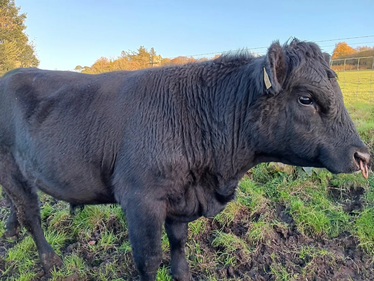 Pure bred Aberdeen Angus Bulls for Sale - Image 1