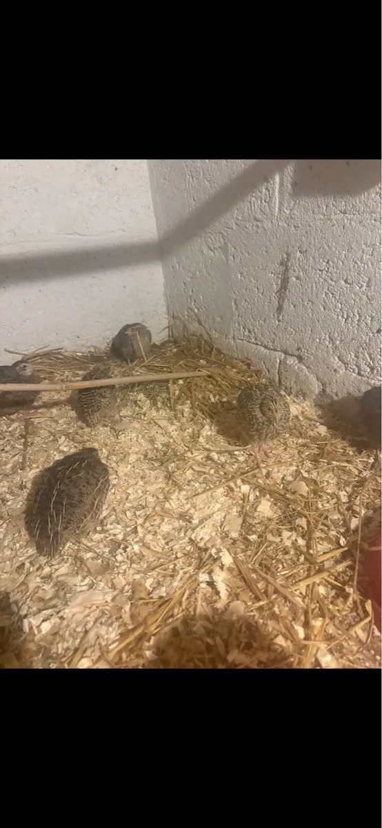 Quails - Image 1