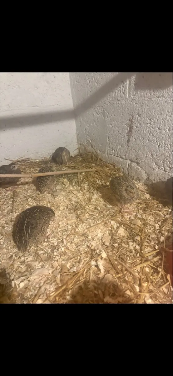 Quails - Image 2