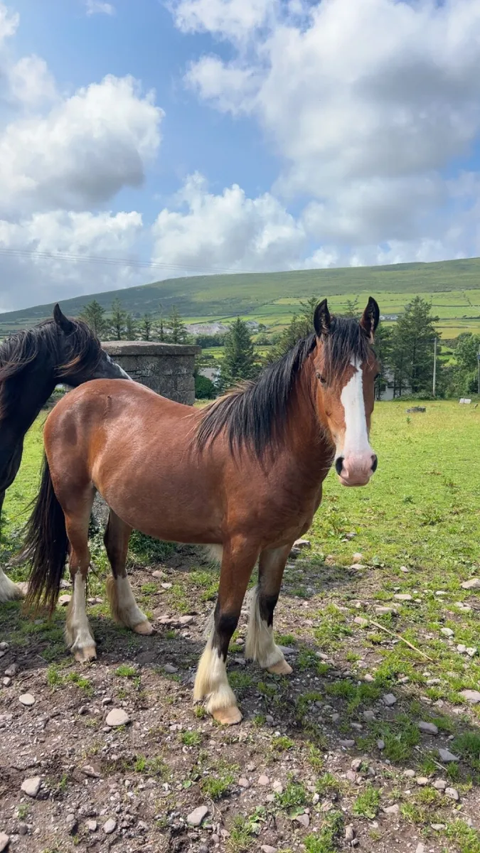 3yo cob filly - Image 2