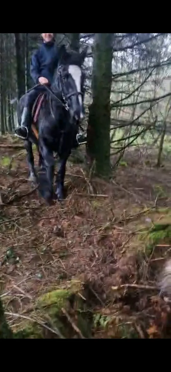 14.2 Cob mare - Image 2