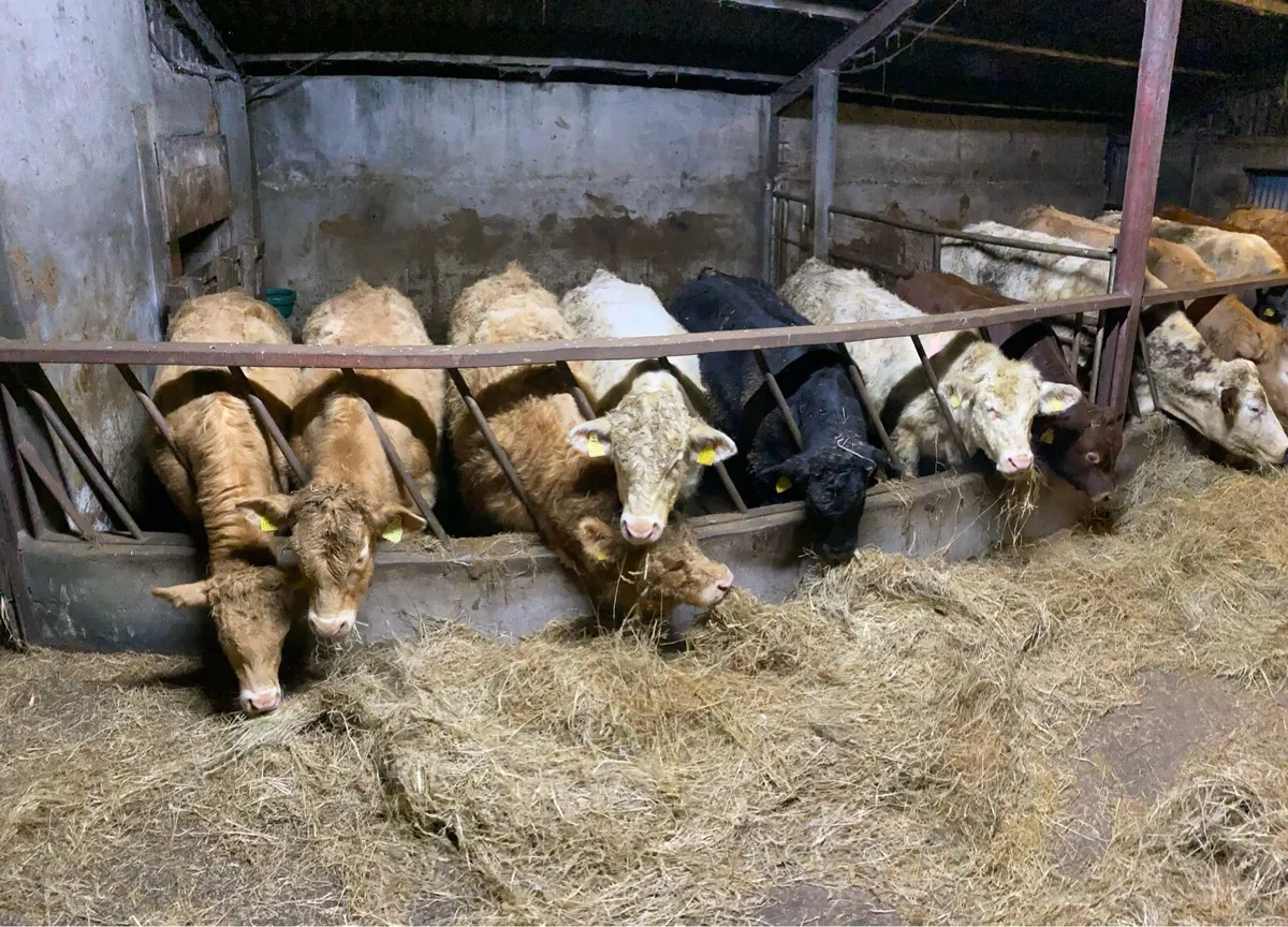 Weanling Bulls - Image 1