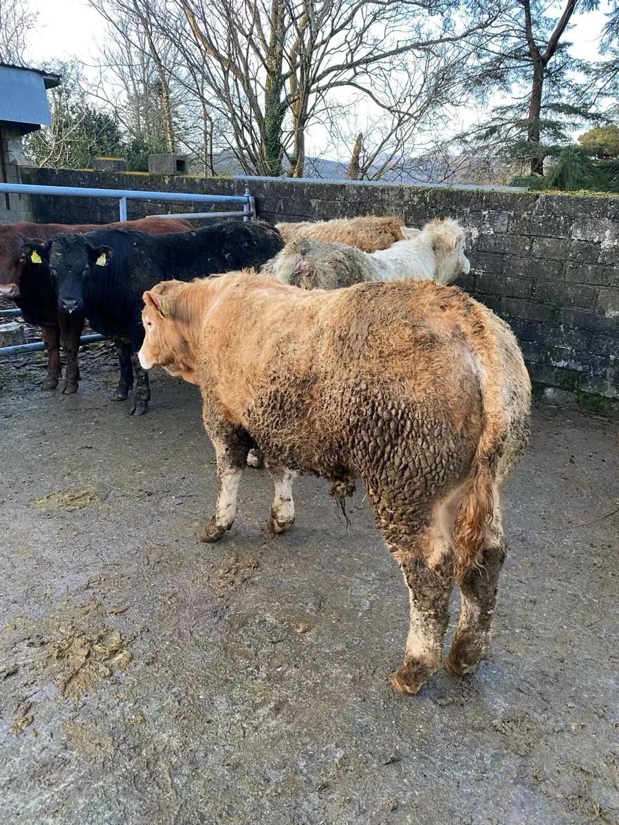 Weanling Bulls - Image 4