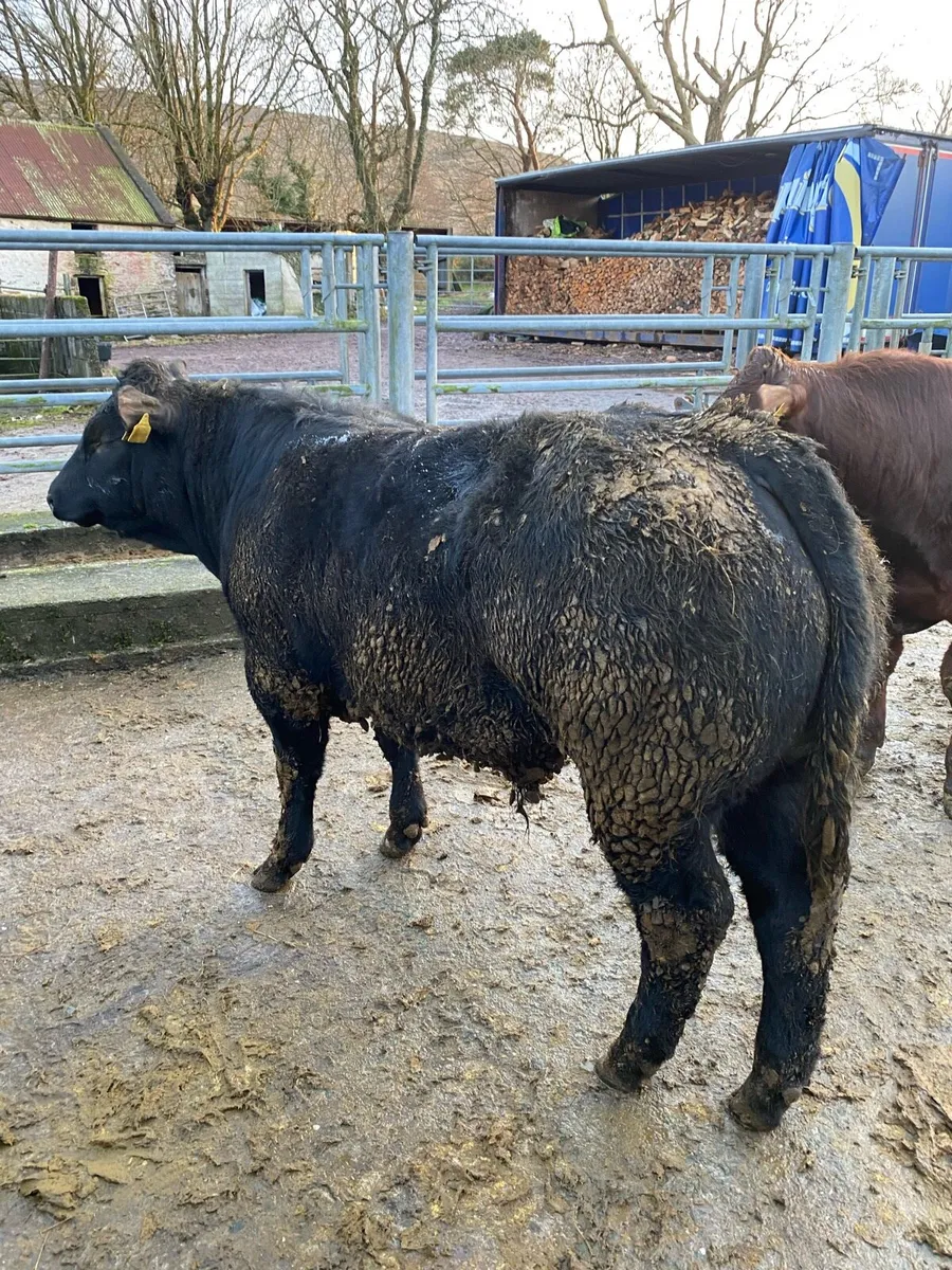 Weanling Bulls - Image 2