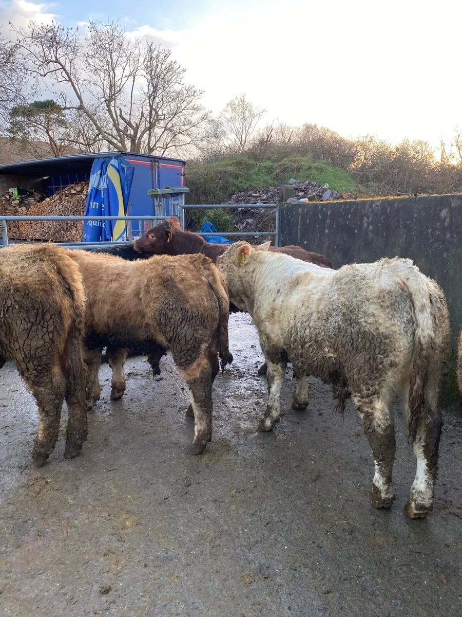 Weanling Bulls - Image 3