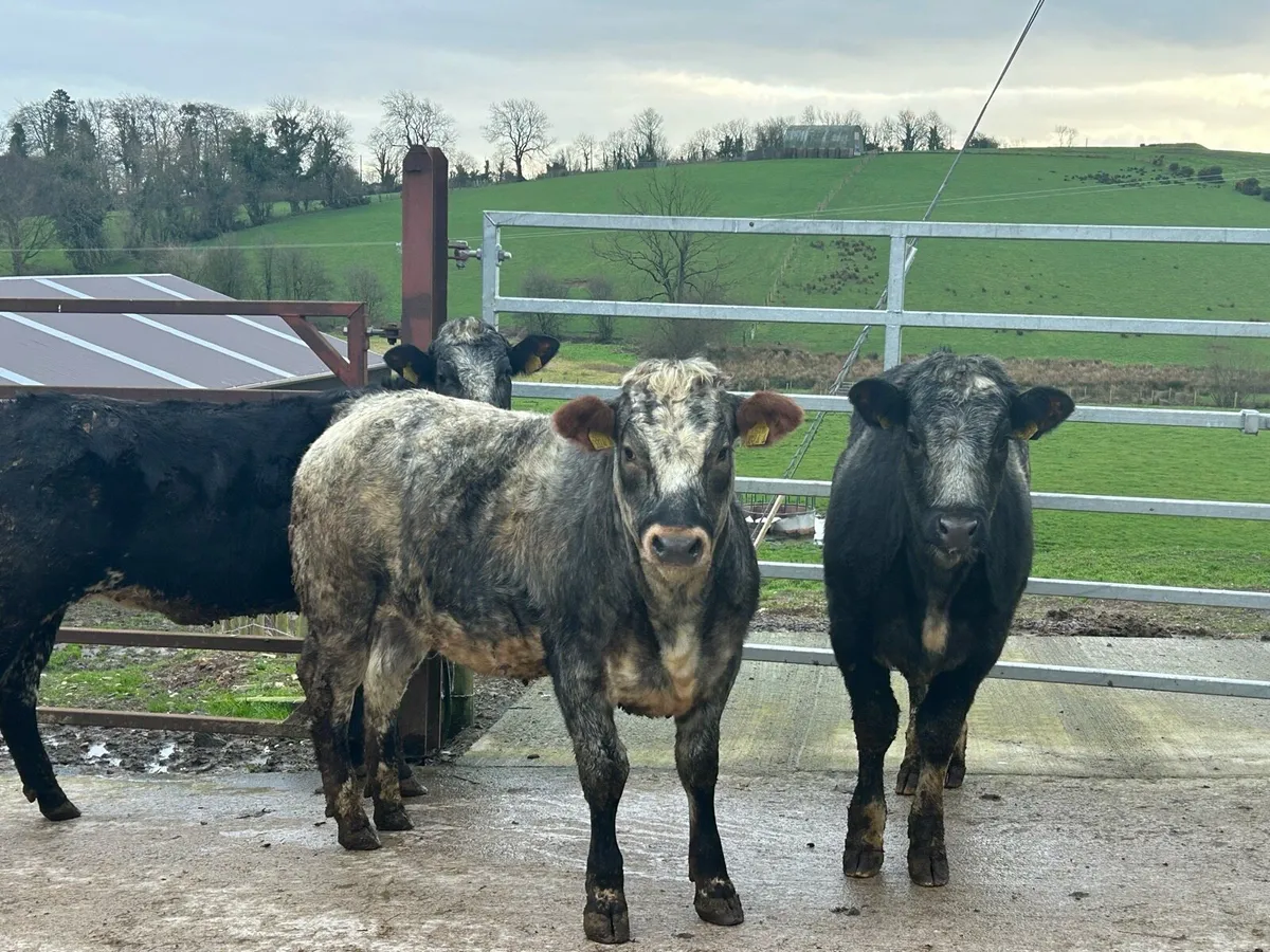 3 belgian blue heifers for sale - Image 1