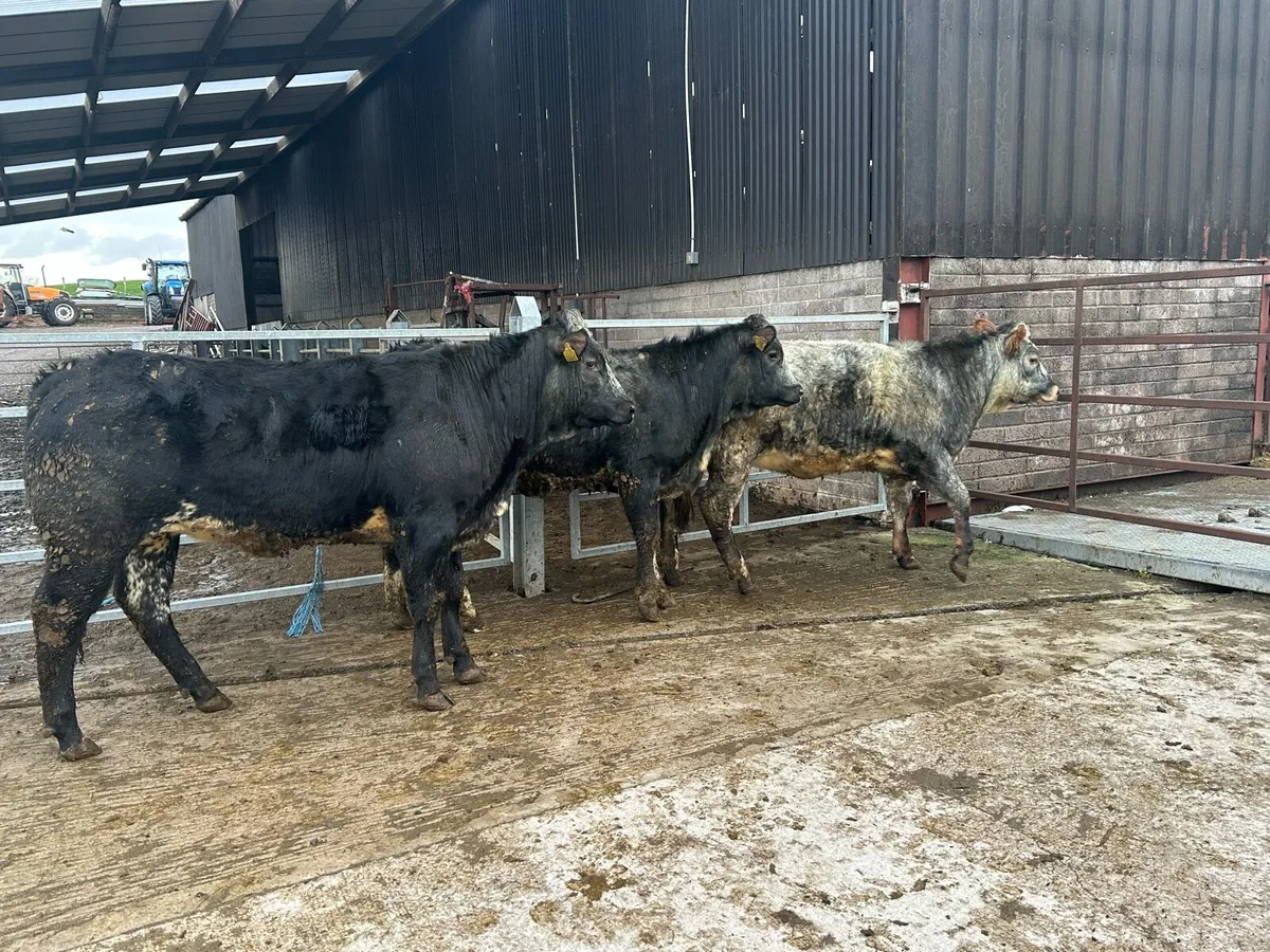 3 belgian blue heifers for sale - Image 2