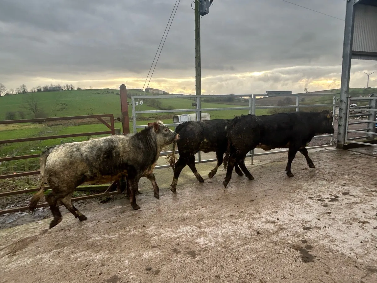 3 belgian blue heifers for sale - Image 4