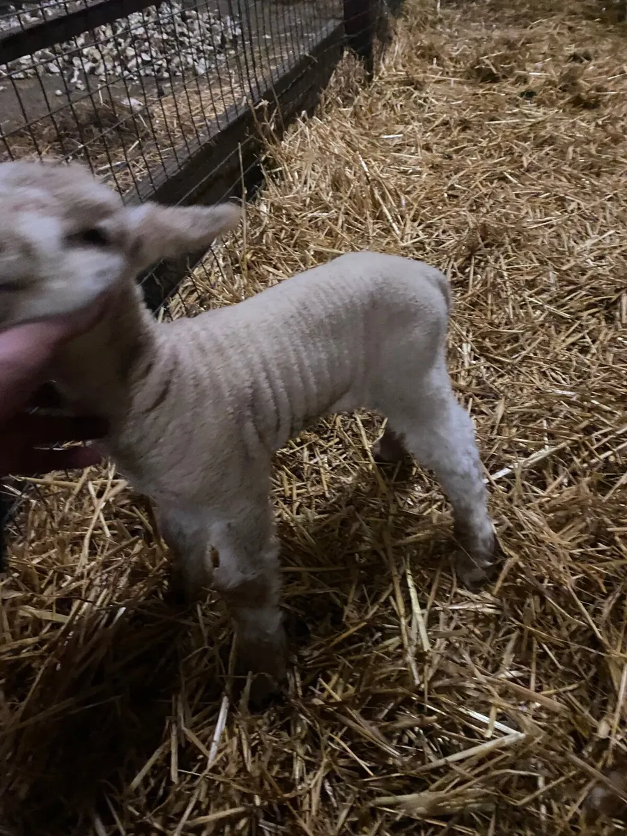 Pet lamb - Image 1