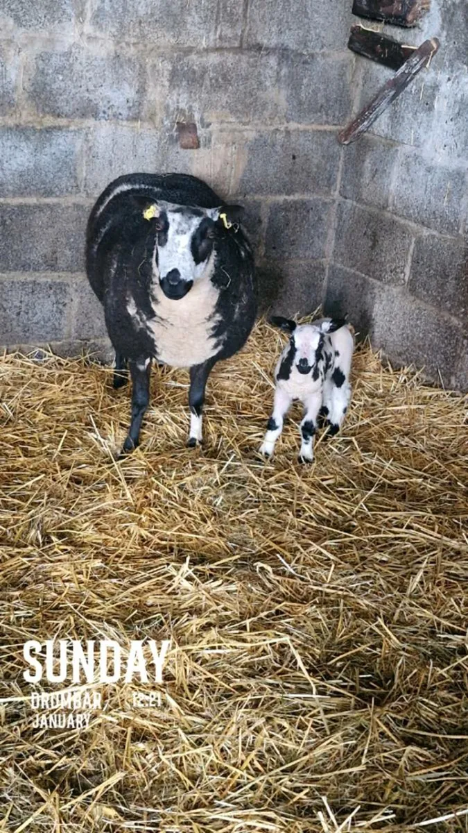 Dutch spotted hogget - Image 1