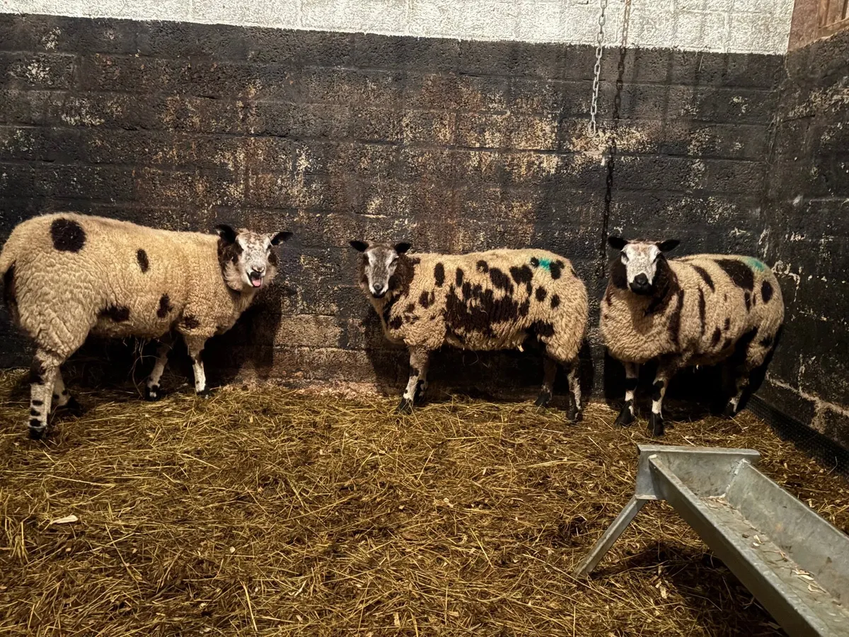 Trio pbnr spotty hoggets