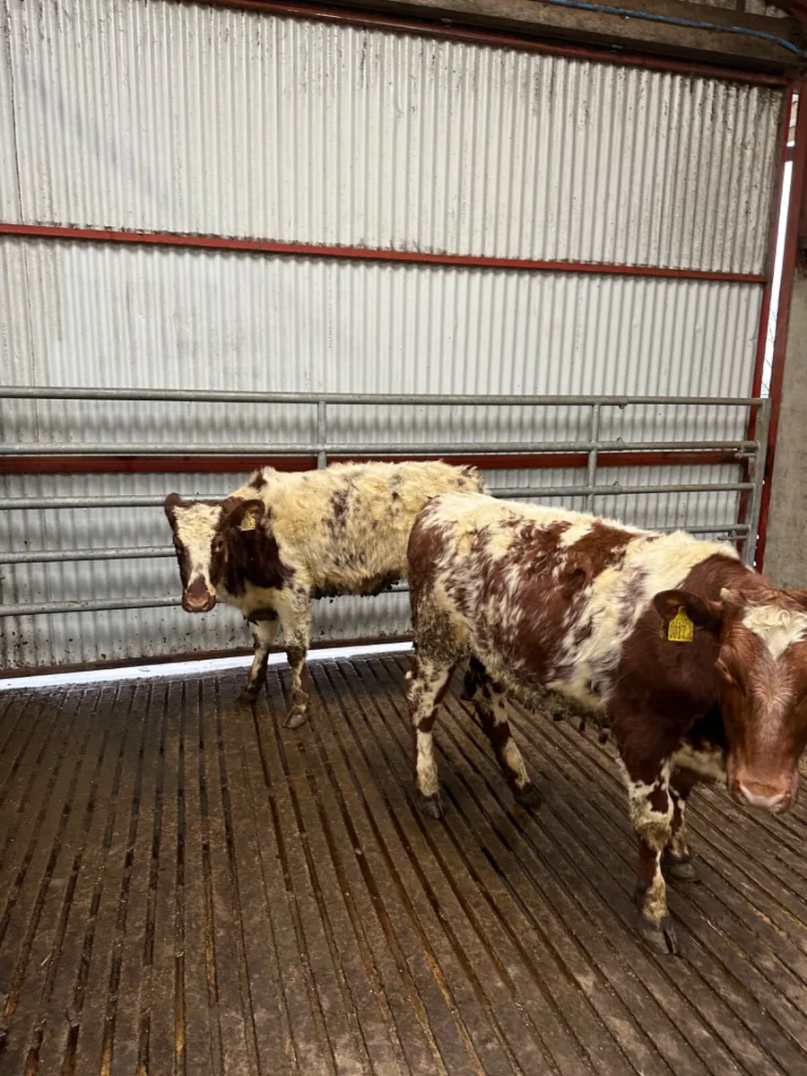 Roaned Simmental heifers - Image 4