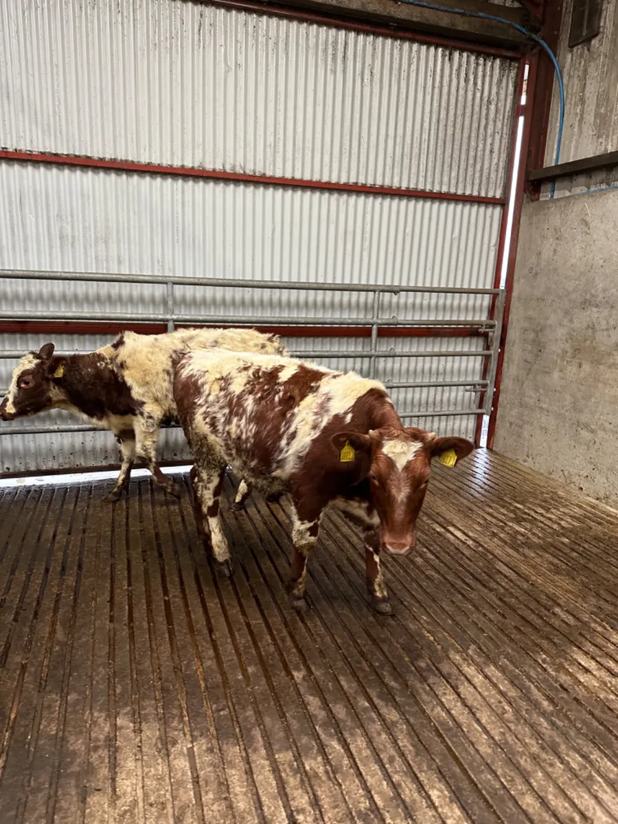 Roaned Simmental heifers - Image 2