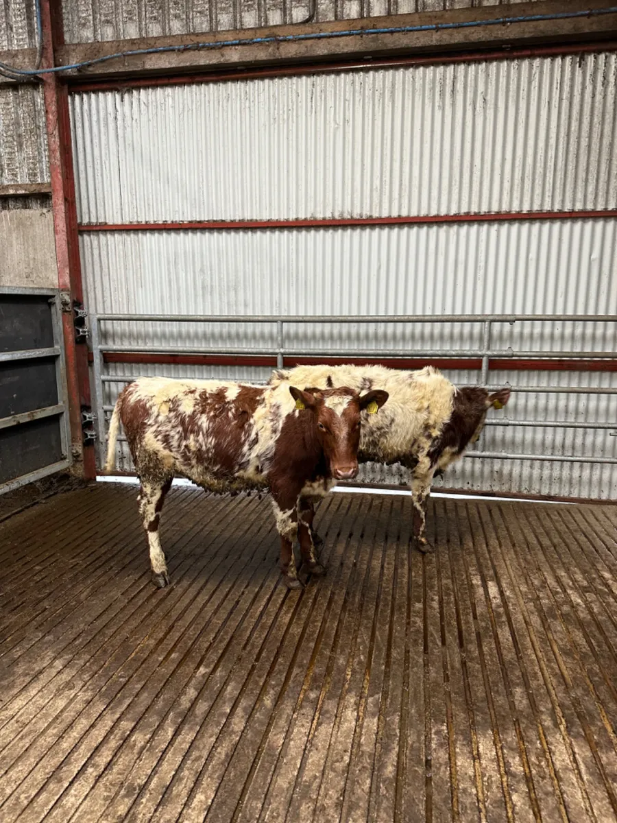 Roaned Simmental heifers - Image 3